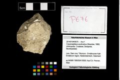 Foto (Objekt + Etikett) von Cracensigillatus acutirostrus (Moericke, 1889)  (NHMW-GEO-2014-0194-0676)